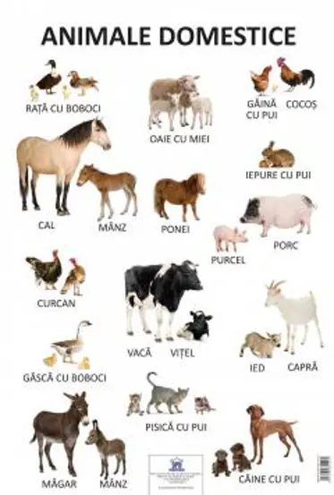 Plansa Animale domestice (resigilat)