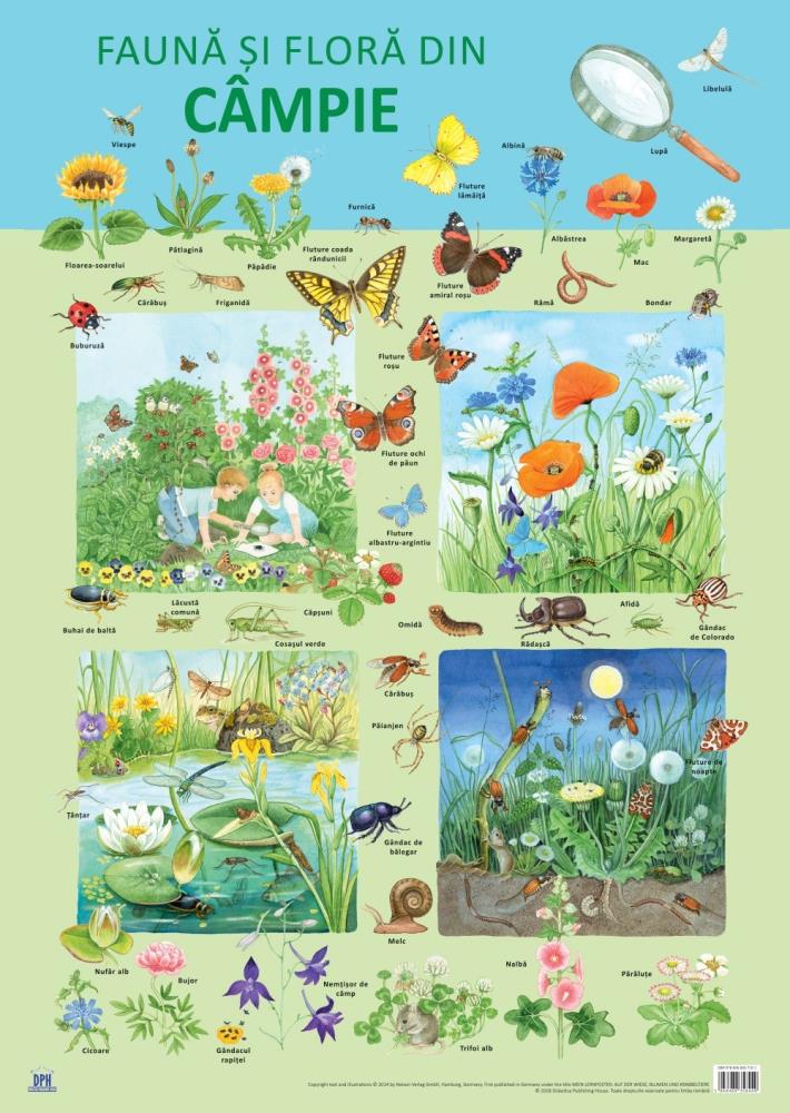 Plansa Fauna si flora din campie (resigilat)