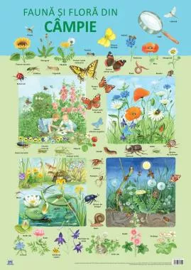 Plansa Fauna si flora din campie (resigilat)