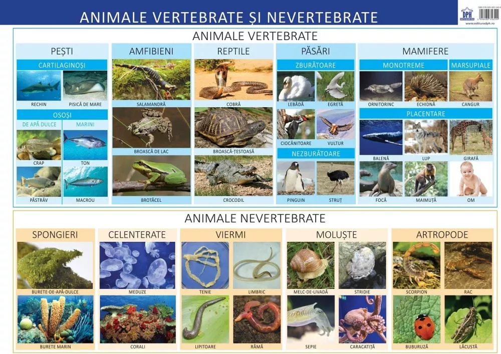 Animale vertebrate si nevertebrate