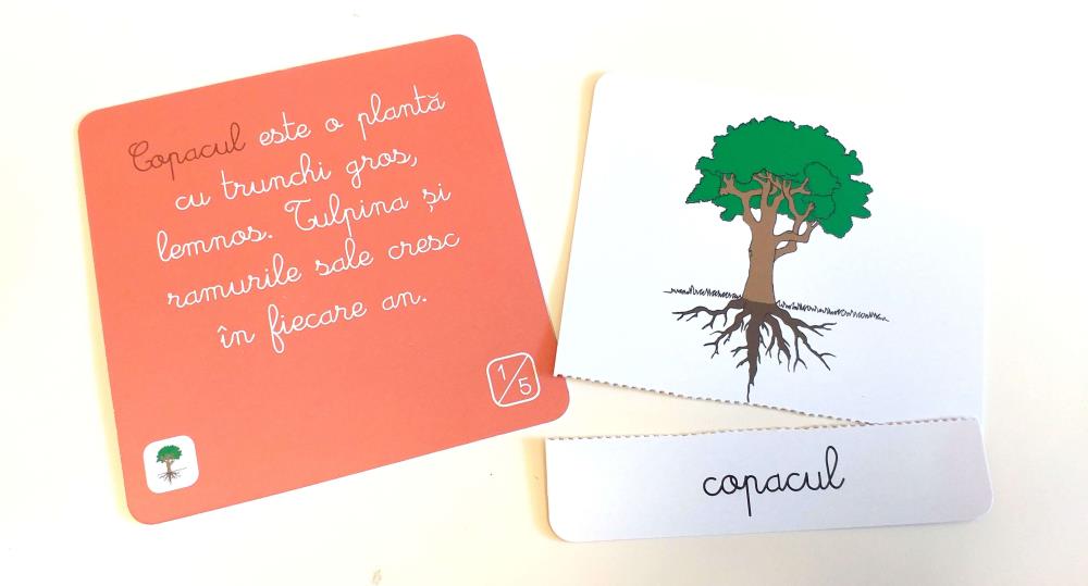 Lectii de botanica